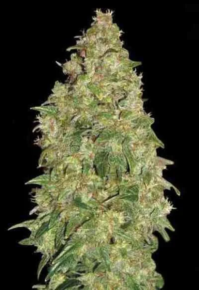 Durban Poison 5