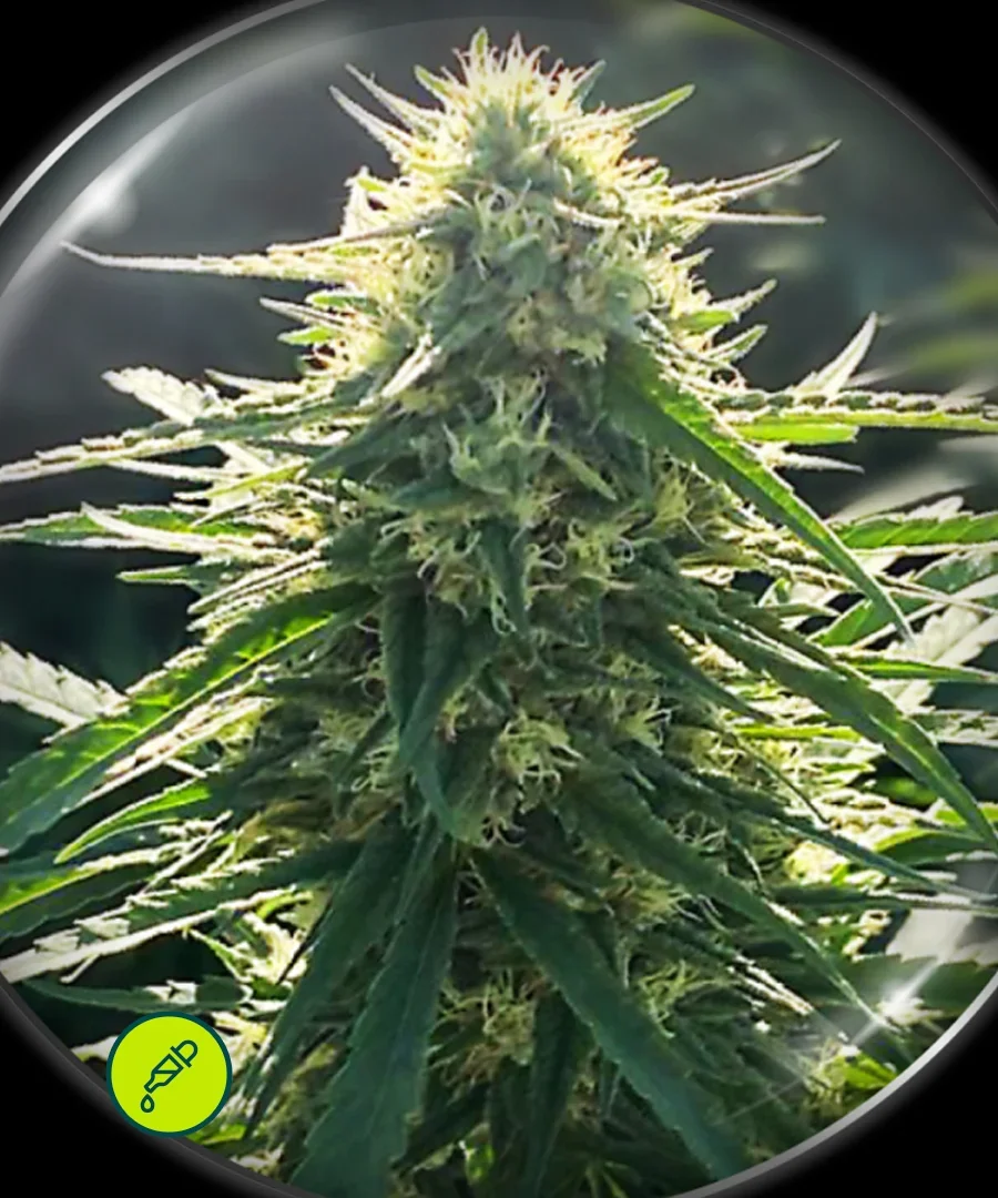 Biorelief Cbd