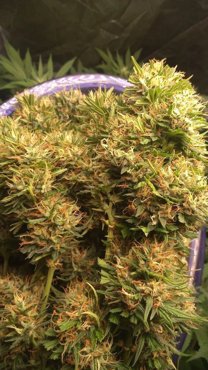 London Cheese