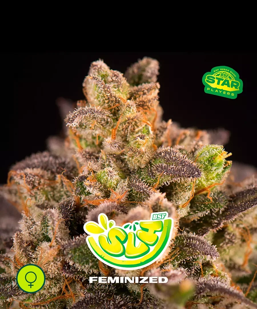 Super Lemon Haze Super Lemon Haze