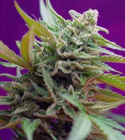 Black Jack