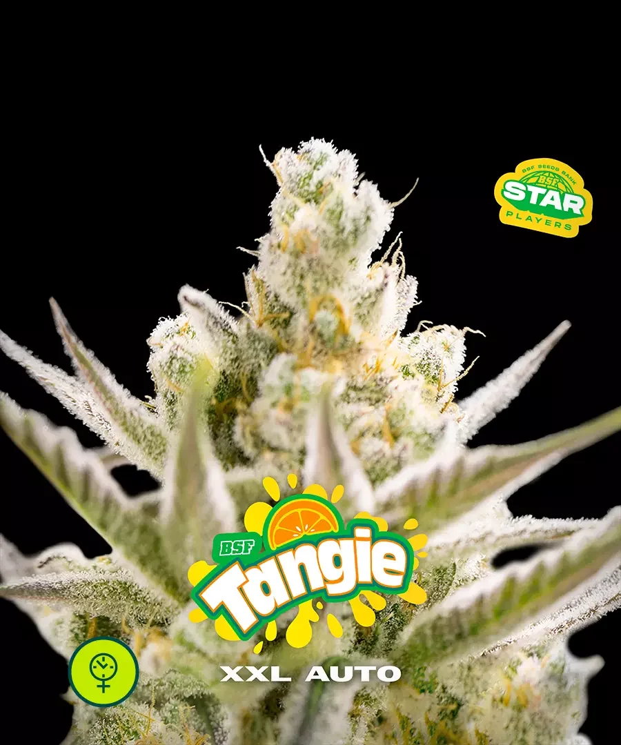 Tangie Xxl