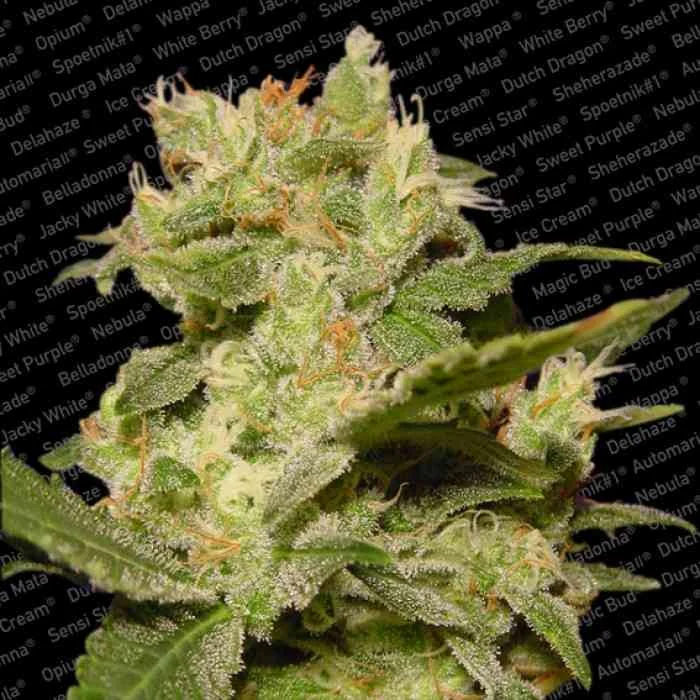 Jack 2