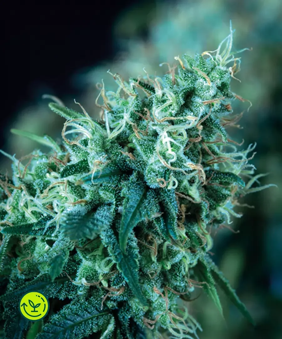 Black Domina