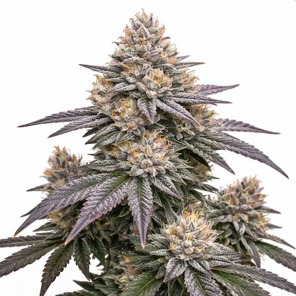 Pineapple Fruz 2