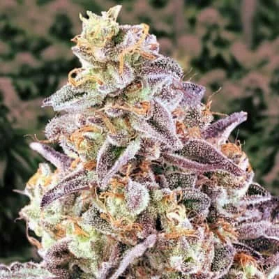 Cherry Pie 5