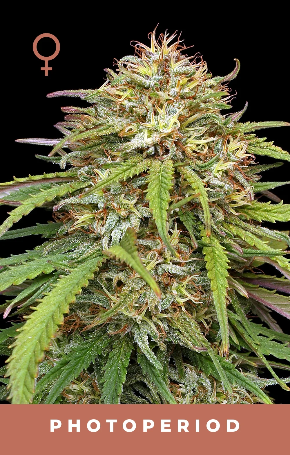 Ed Rosenthal S Super High Life 3
