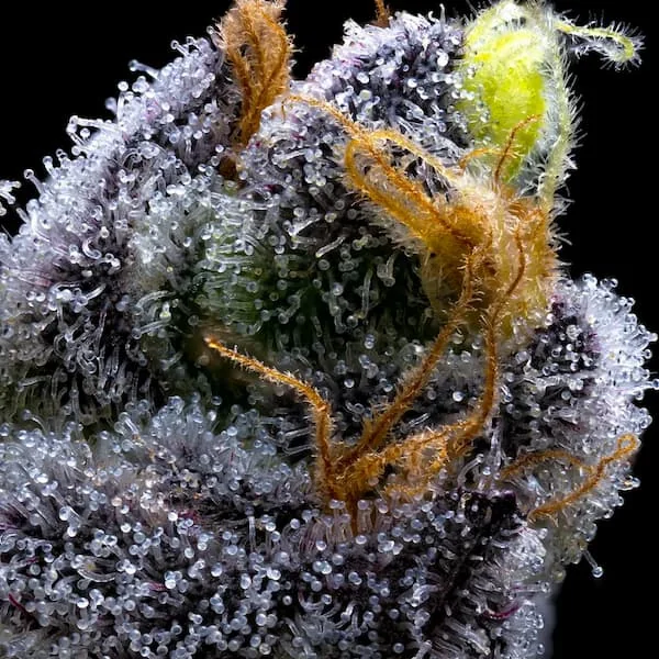 Garlic Cookies 3