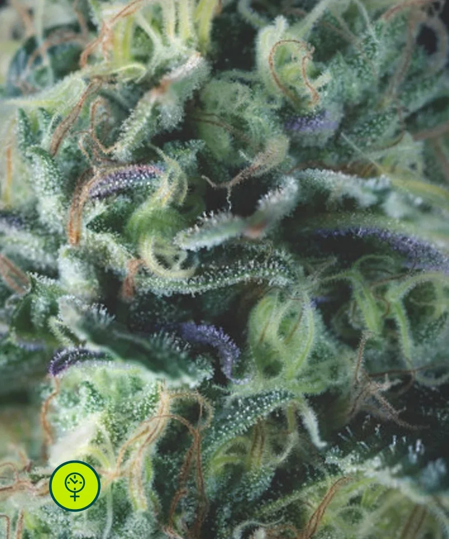 Cookies Kush