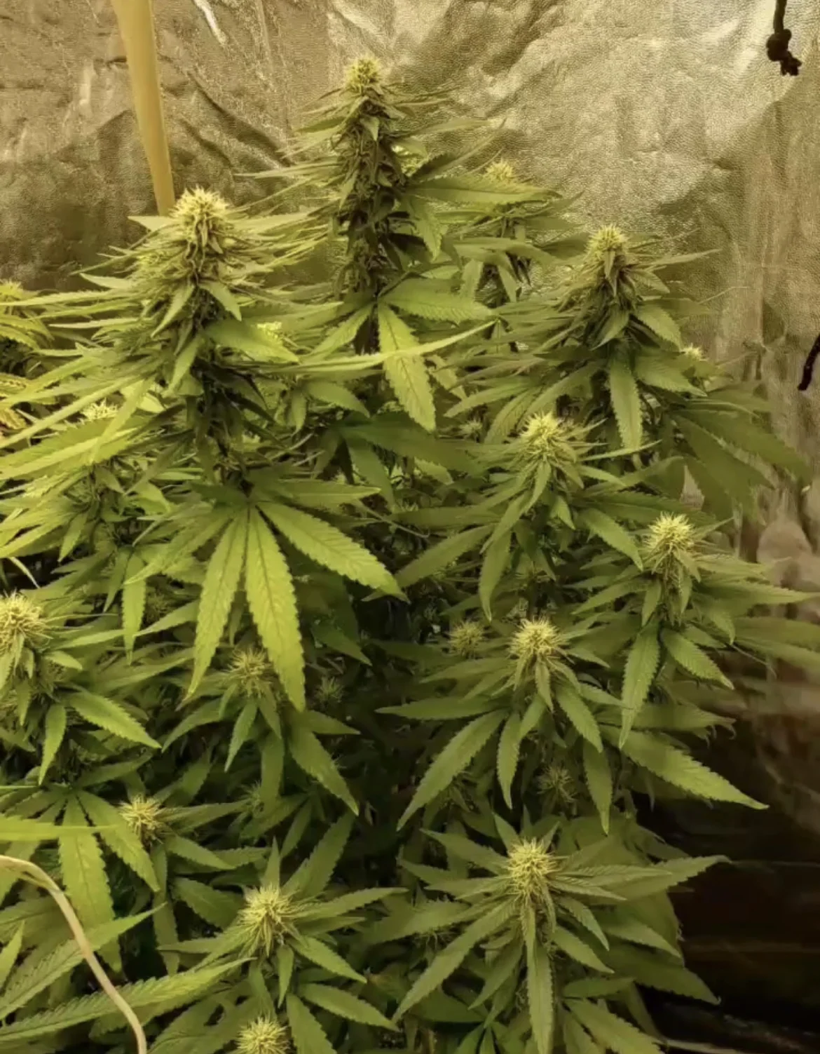 Super Skunk