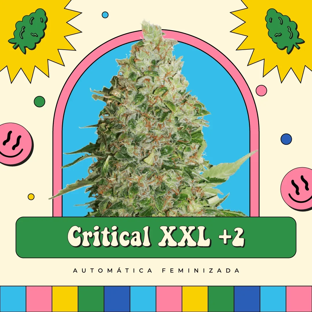 Critical 2 Xxl