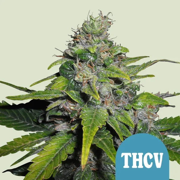 Royal Thcv