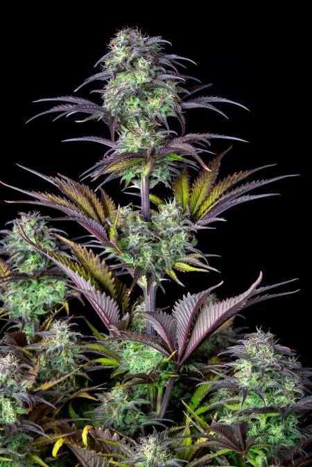 Blueberry Og