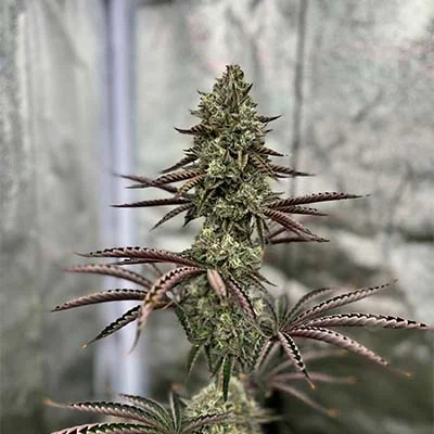 Tropic Ozz 4
