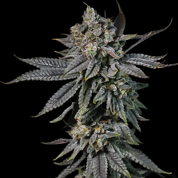 Mango Kush 3
