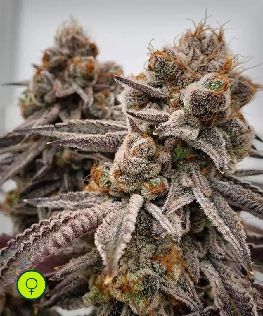 Lilac Diesel 22 Multipack 5