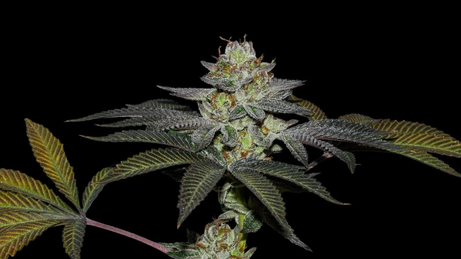 Coco Nutty X Fruity Pebbles Og
