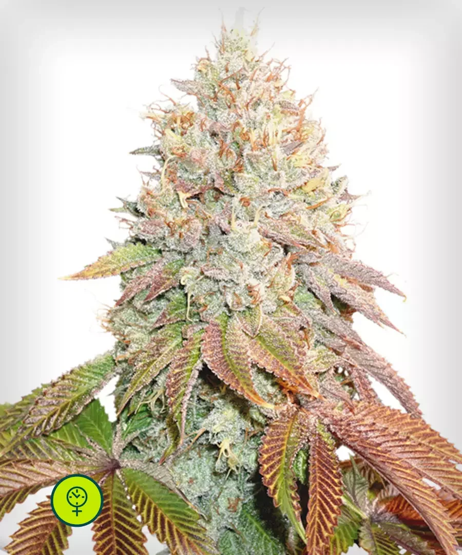 Banana Blaze