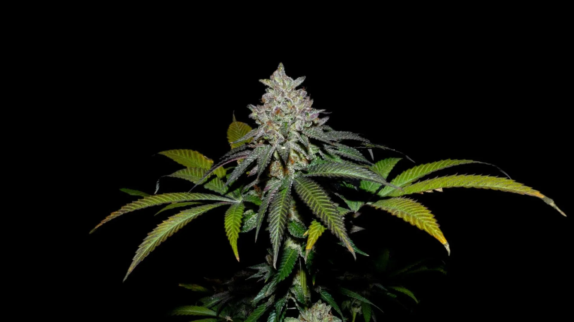 Spritz X Fruity Pebbles Og