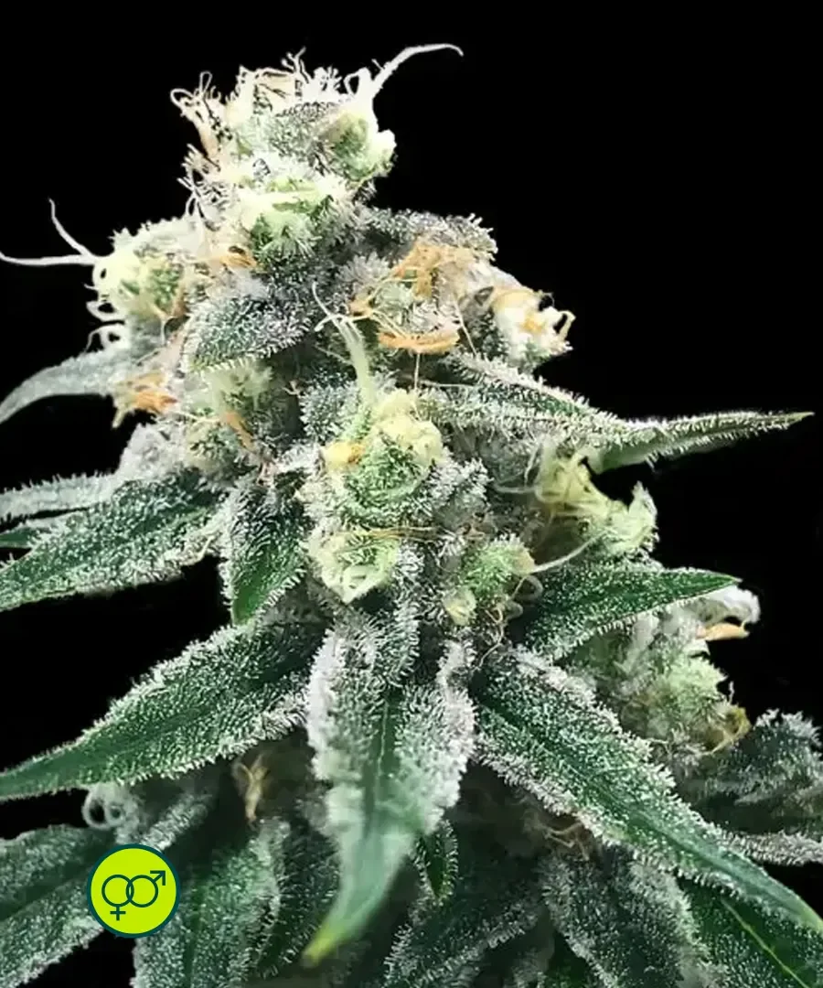 Swiss Miss