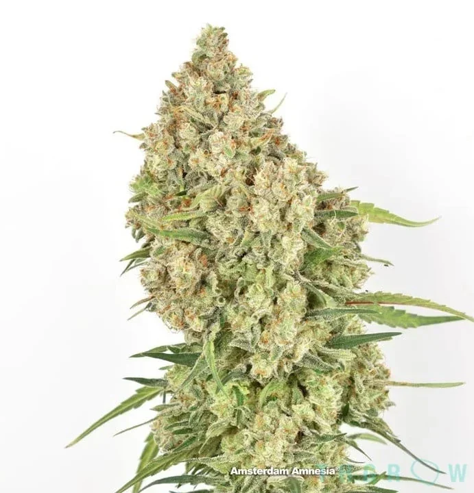 Skywalker Og