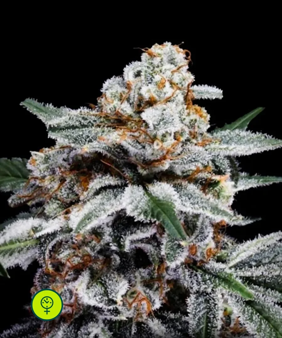 Sementes de Cannabis e Maconha Canelo — Comparar Preços no Aquela Semente