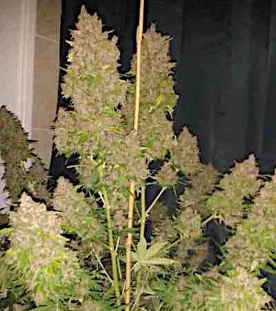 Blackberry Kush 2