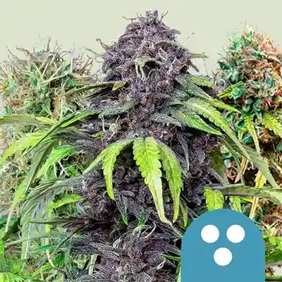 Cbd Mix 4