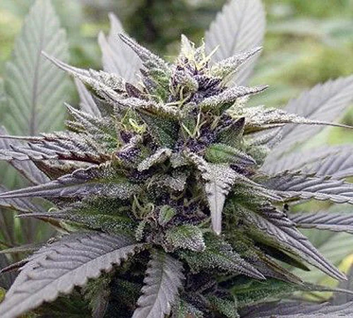 Og Devil Skywalker